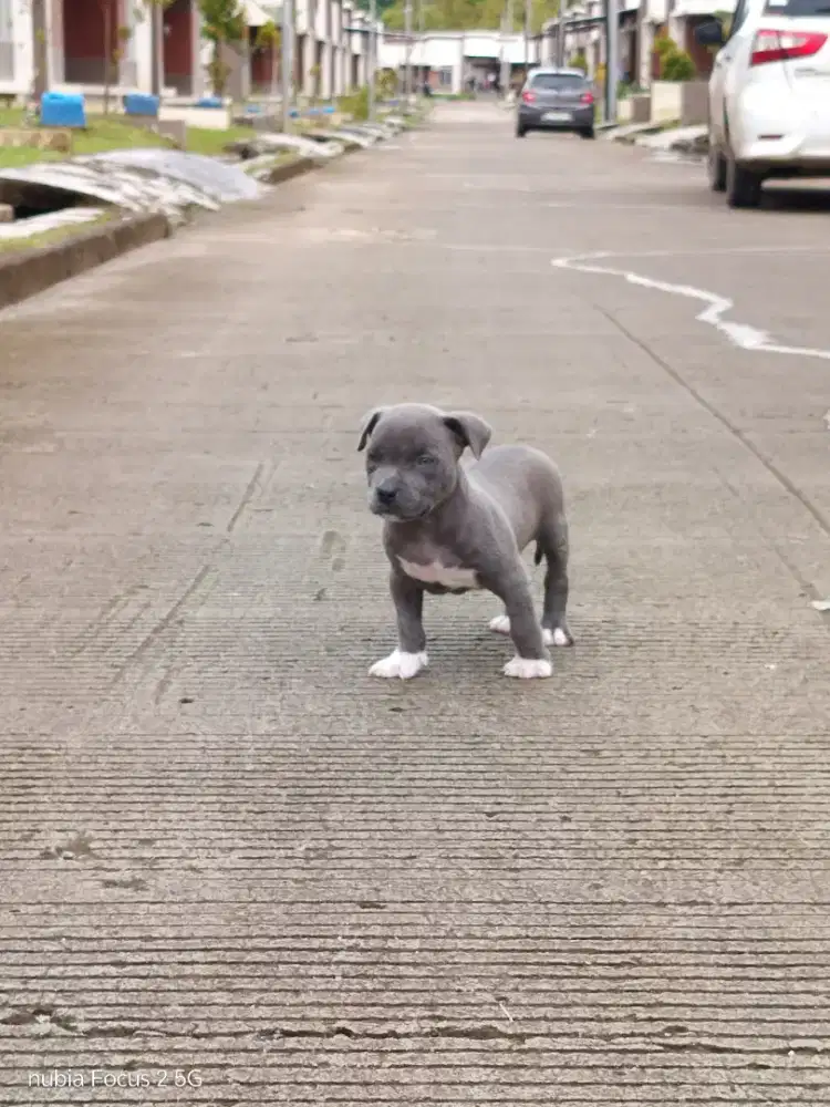 Open Adopt American Bully pocket Blue 2 bln