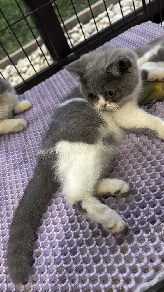 Open adop BSH no campuran