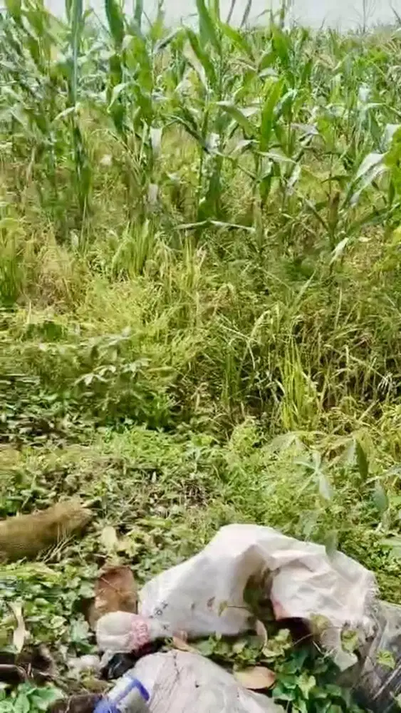 Dijual Tanah Sawah Luas 7.171 m2 SHM