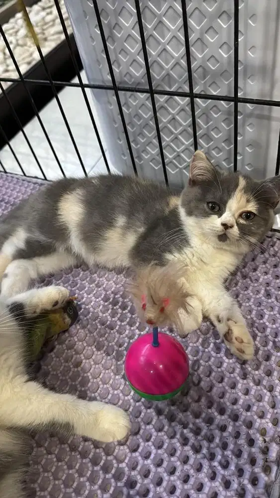 Open adoppet BSH aslie