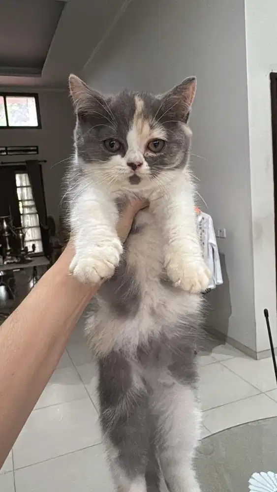 Open adopet BSH aslie