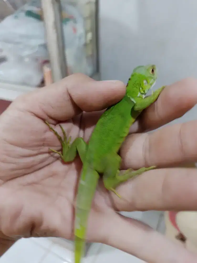 Green iguans baby spesial koleksi