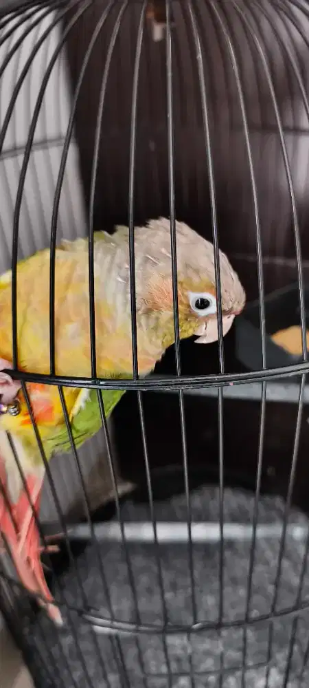 Pineapple conure female ada sex dna
