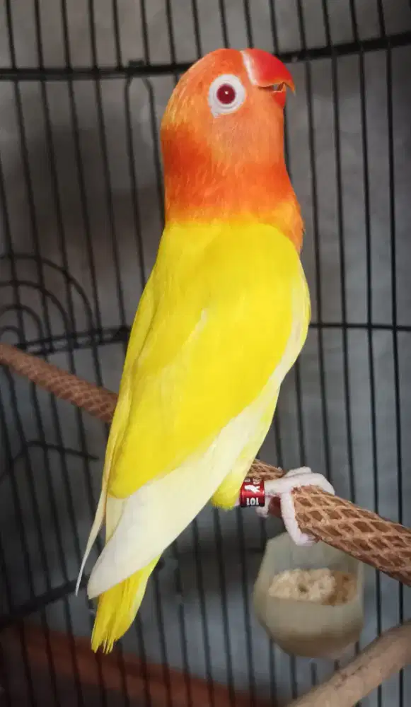 Burung Lovebird love bird Lutino MM paud aman milet