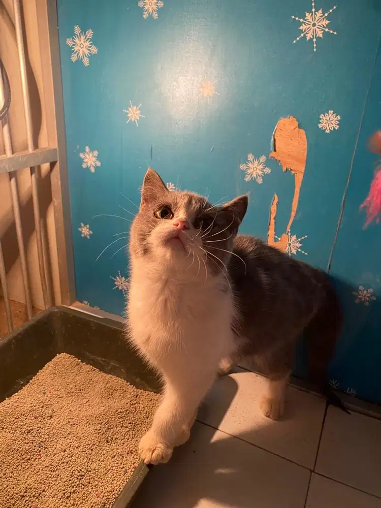 Jual kitten BSH bico JANTAN