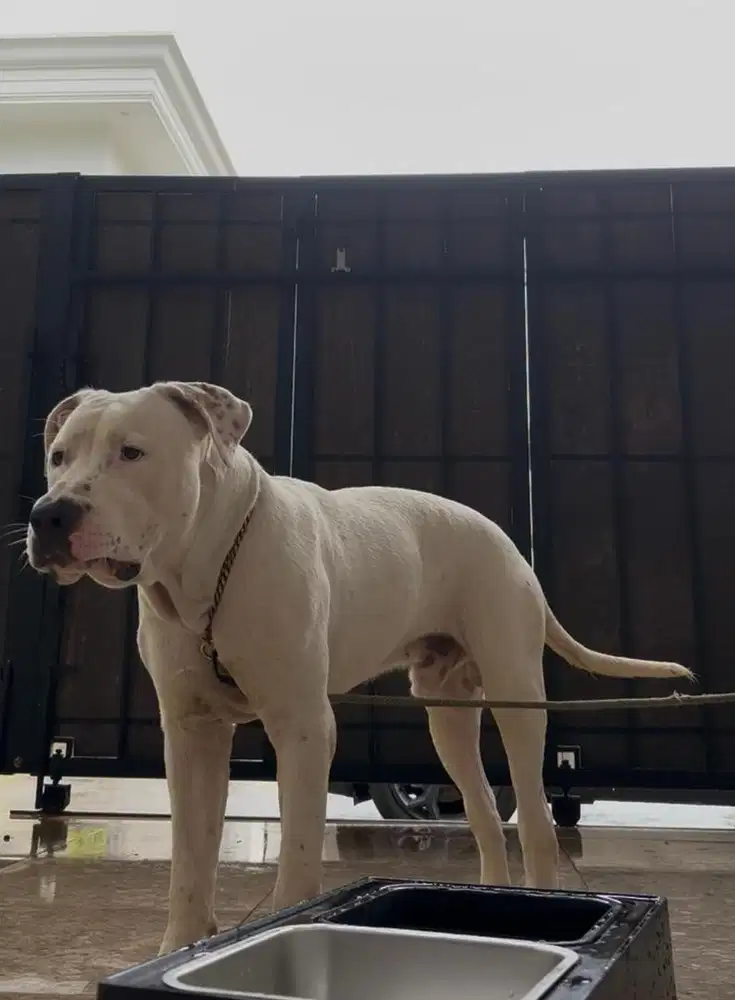 Pitbull Terrier XL 9 Bulan Terlatih Kids Friendly