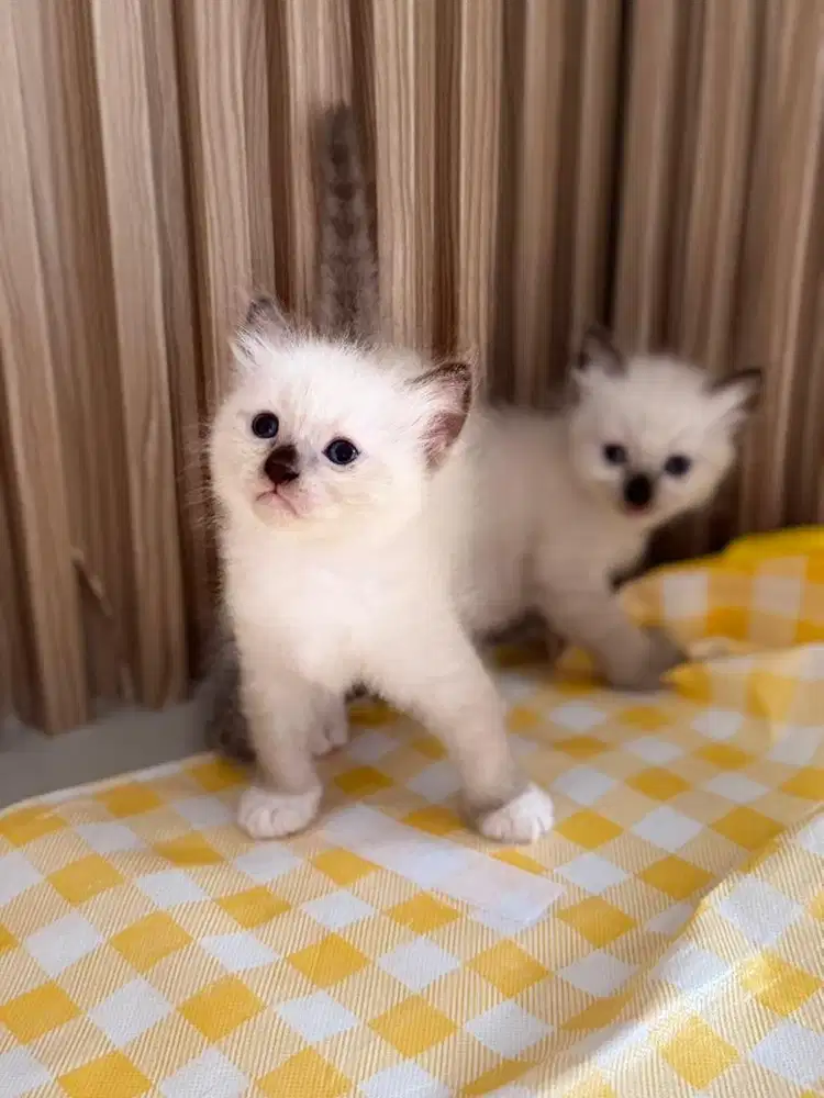kitten siam anak kucing siam cewe cowo