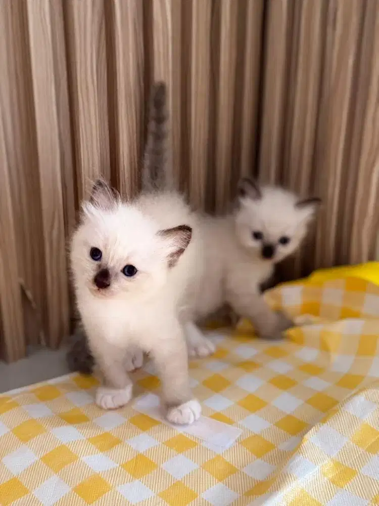 Open book kitten siam anak kucing siamese