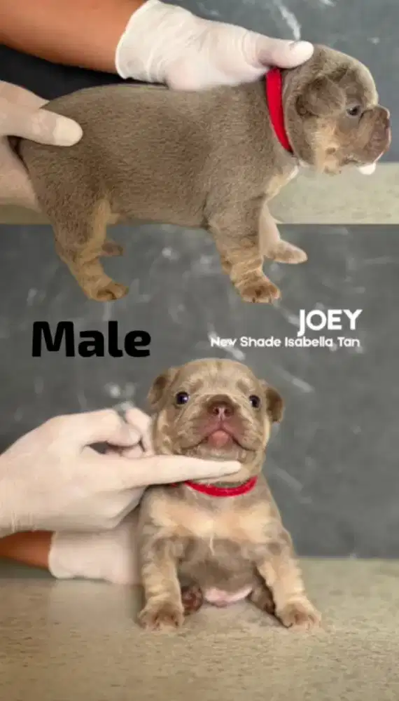 French bulldog isabella