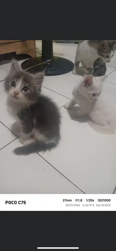 Kitten mixdome jantan abu