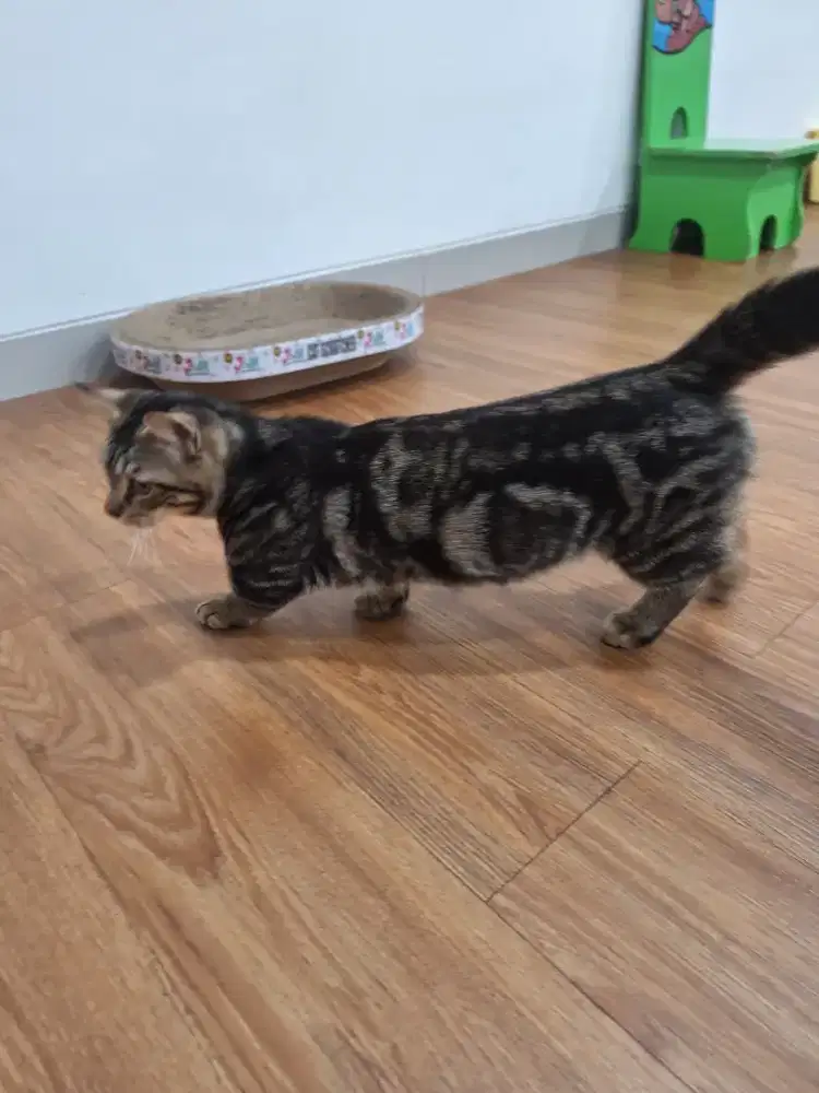 Ganeta ( persilangan )