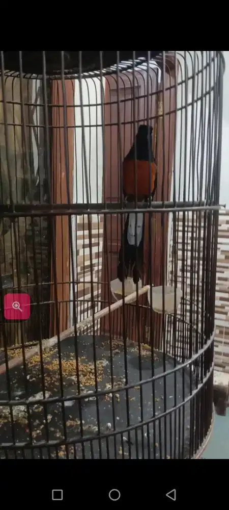 murai batu medan asli medan 1000 persen siap gantang