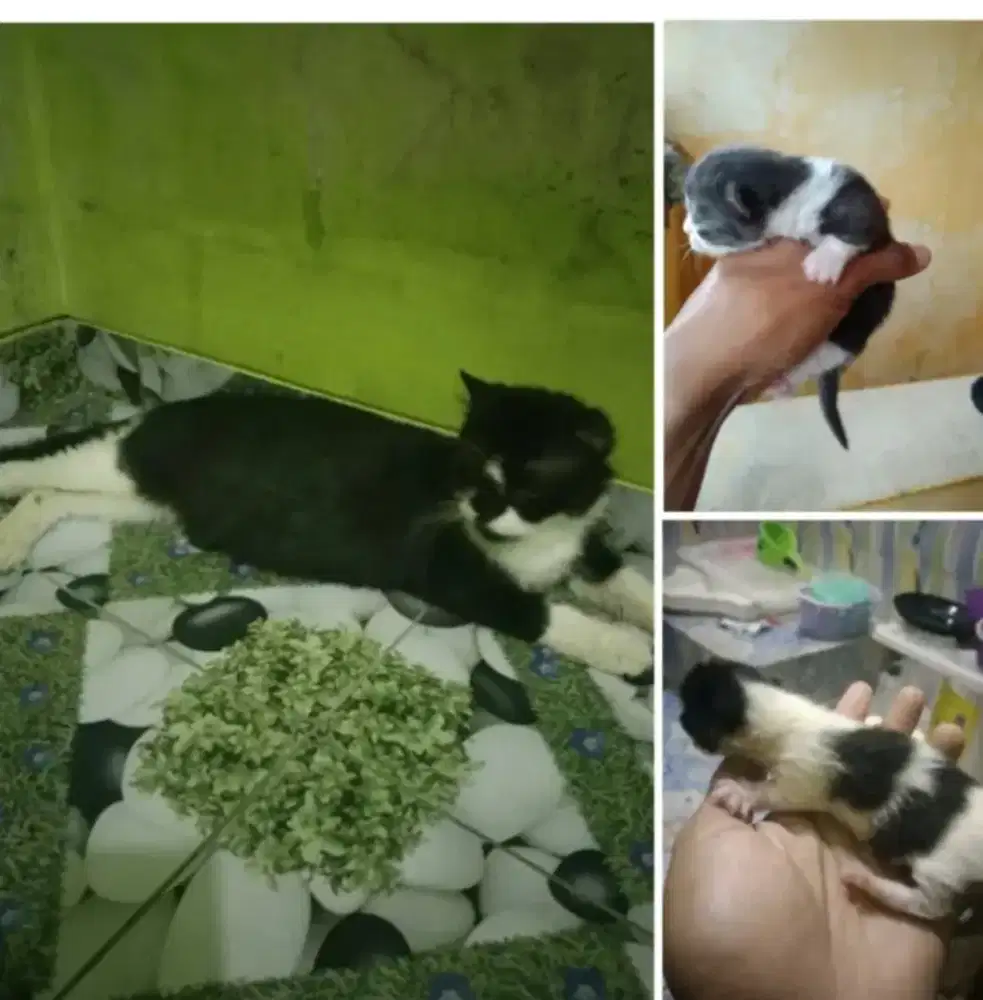 Indukan Persia medium bawa anak munchin 2 ekor