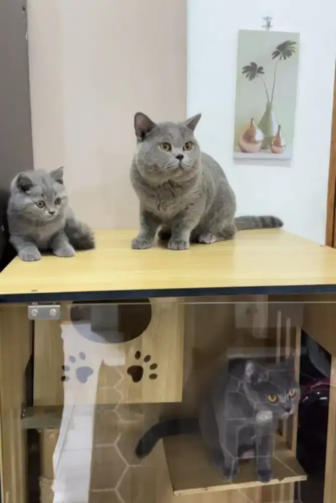 British shorthair jantan non ped