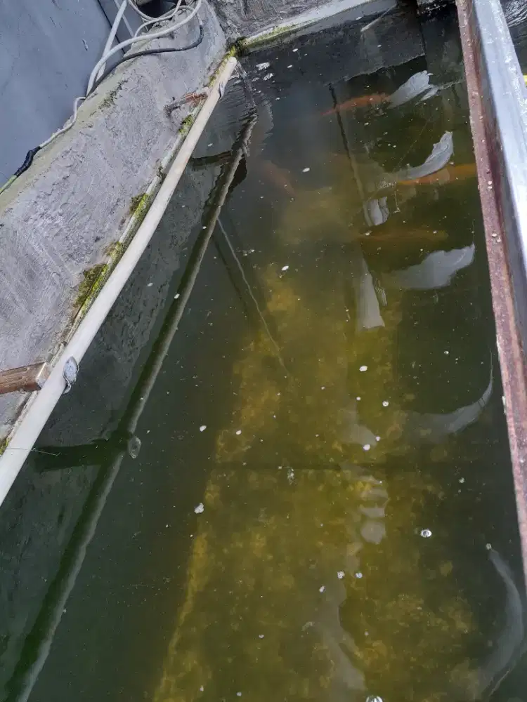 Jual ikan kaviat dewasa 1 ( Rp. 100.000 net )