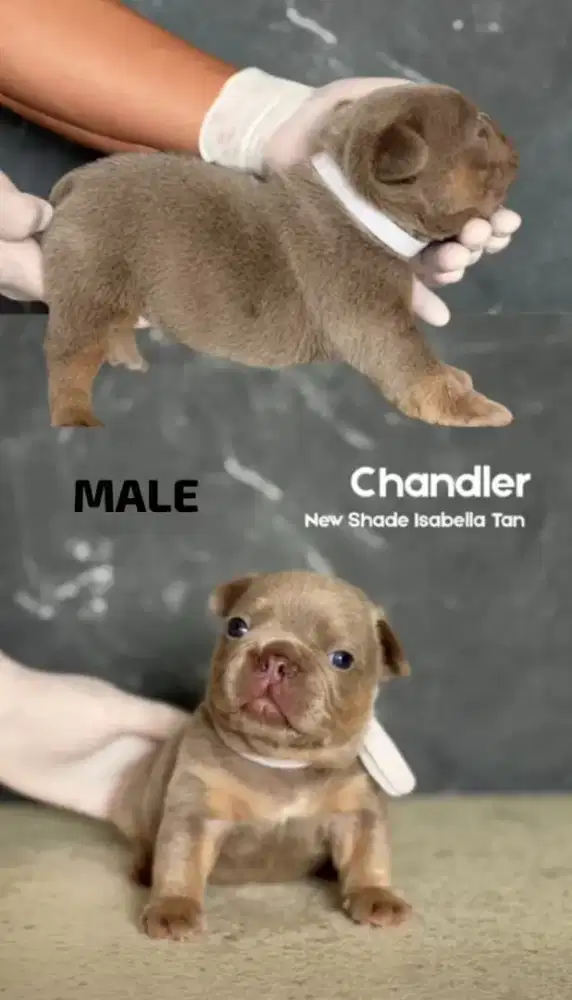 French bulldog isabella