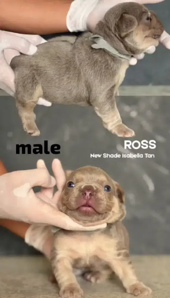 French bulldog isabella