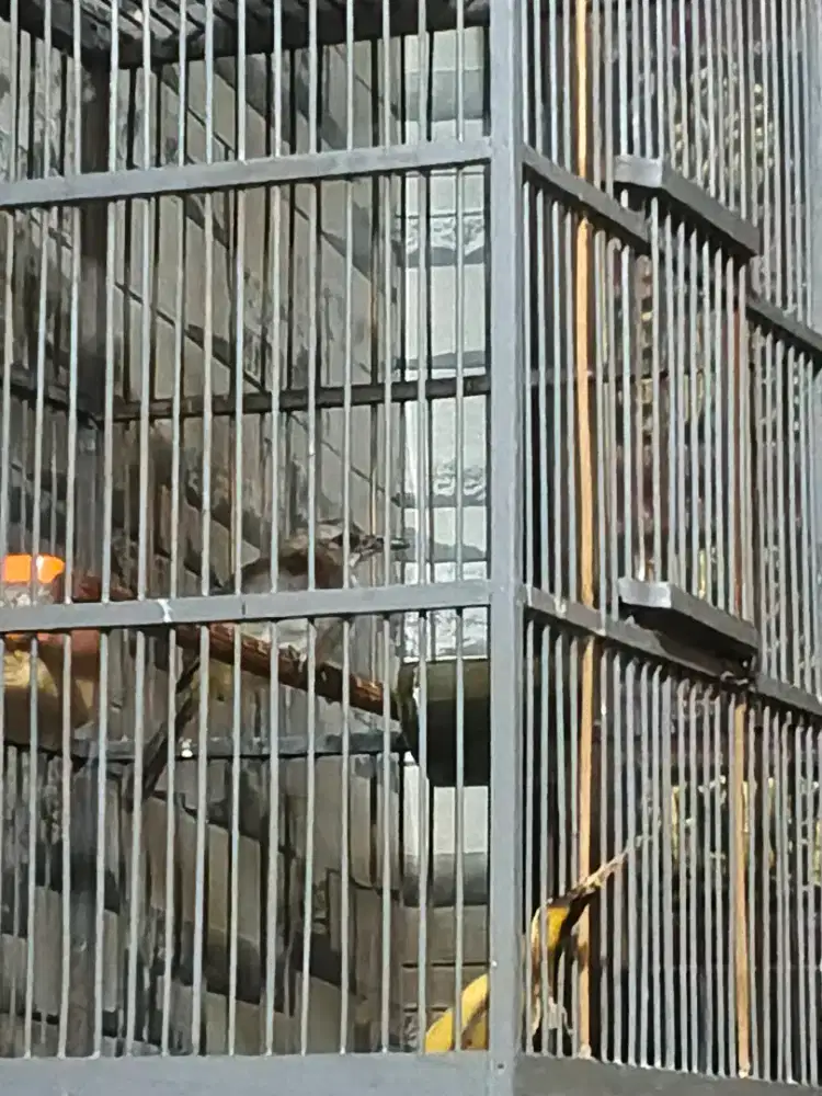 Jual burung trucuk fs