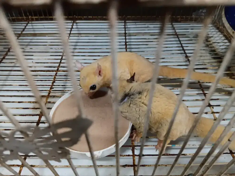 Sugar glider dewasa a6 b1