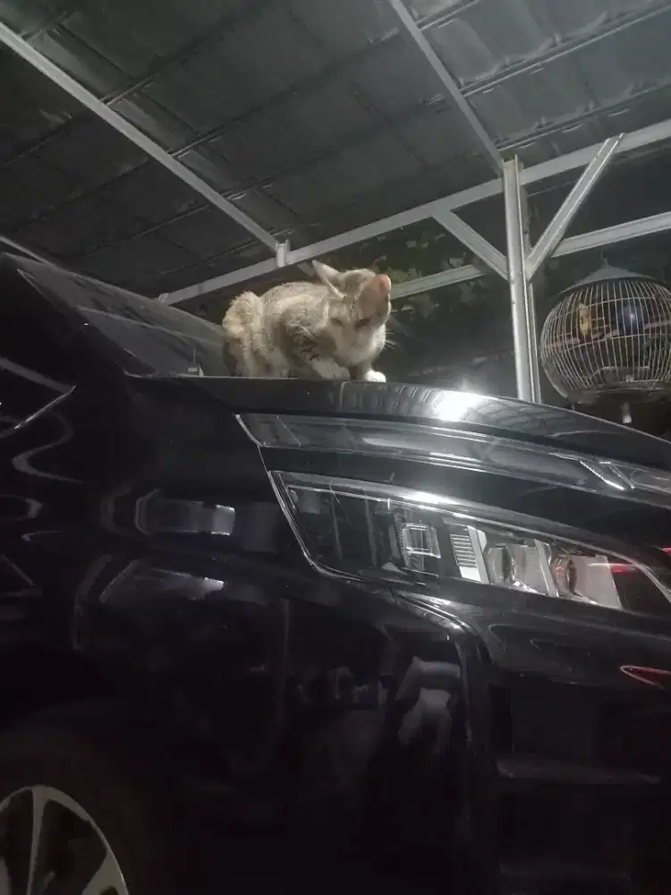 Driver Pribadi / Private Driver