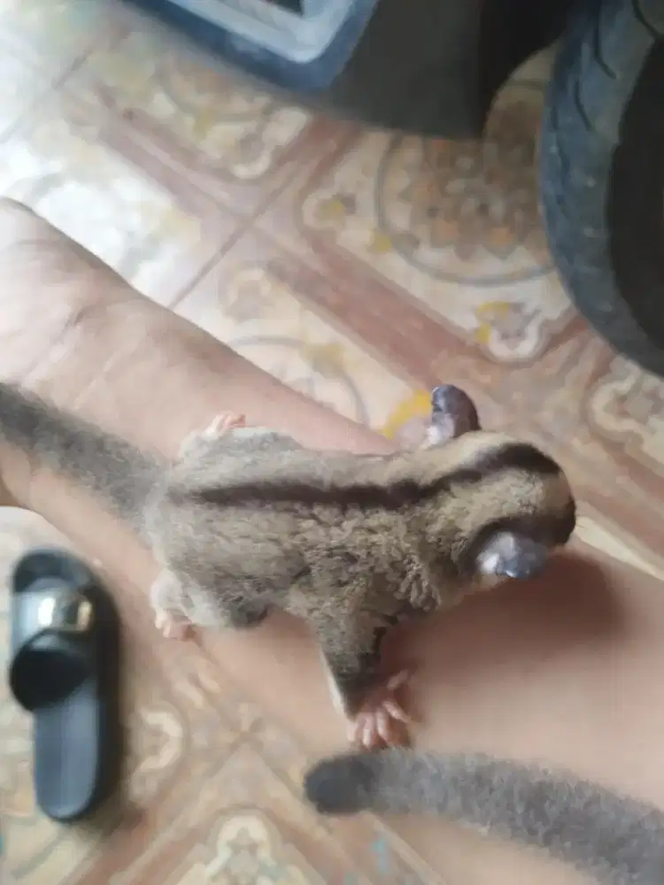 Jual Sugar glider