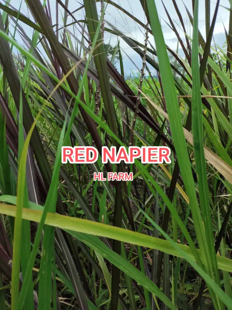 Rumput red napier