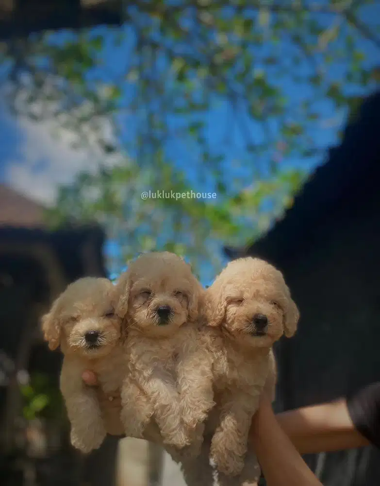 Toy poodle Apricot Male