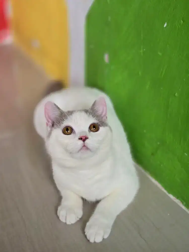 Kucing british shorthair bsh british shorthair