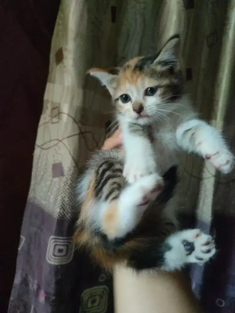 Calico betina 2 bulan