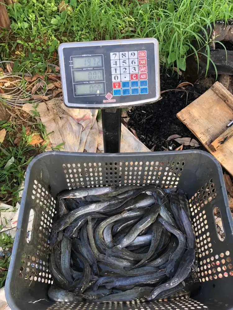 Ikan Lele Segar Konsumsi