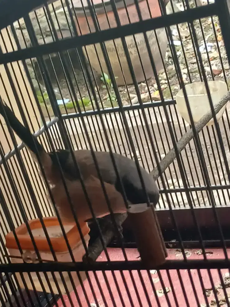 Monggo yg minat cendet jantan  harian bunyi ,isian  banyak vortot