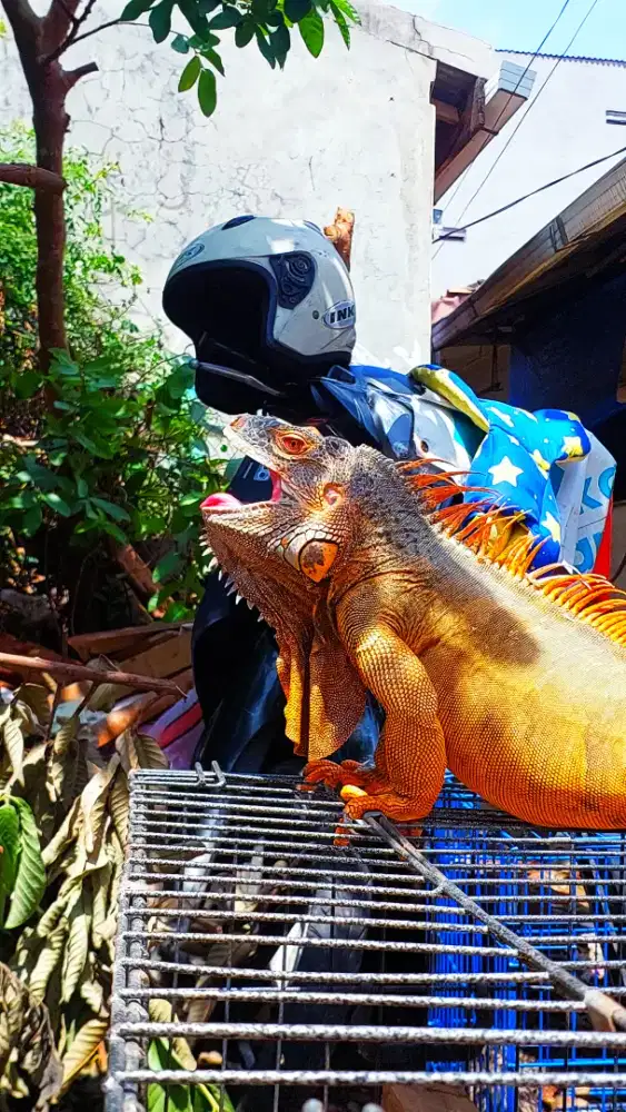 Iguana jantan jumbo