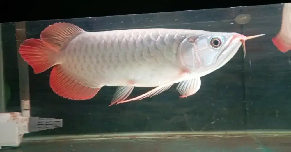 Arwana super red 33cm