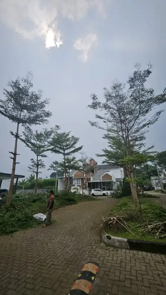 Jasa tebang pohon dan potong rumput