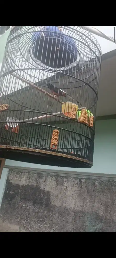 Di jual muray pastol blorok gacor