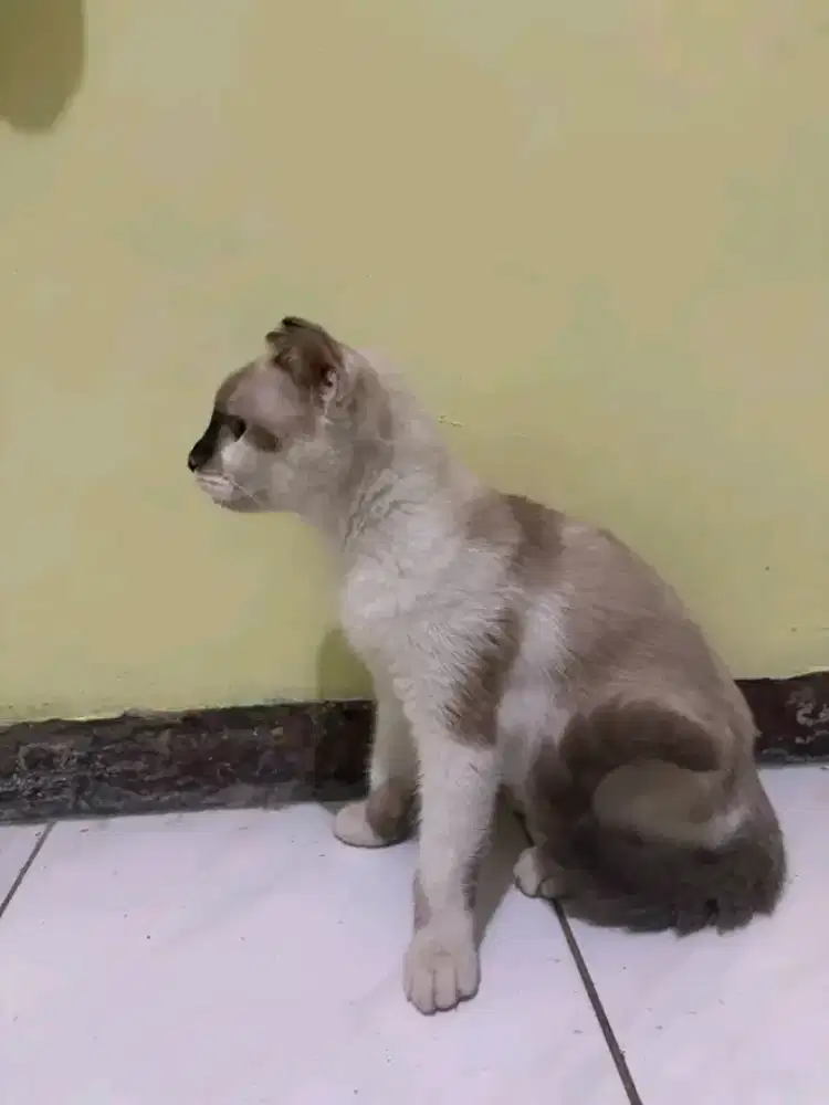 Kucing Scotis telinga melengkung