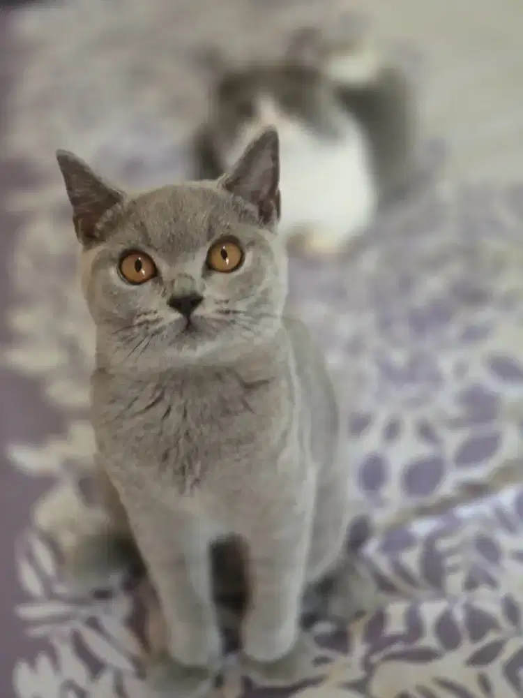 Kucing British shorthair bsh British shorthair