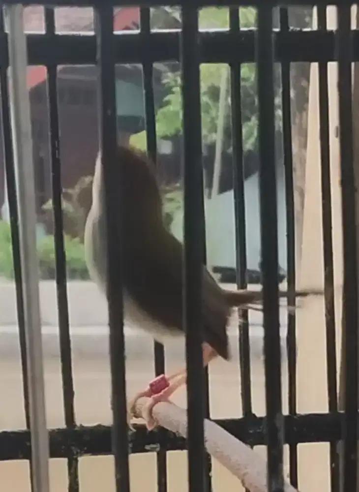 Prenjak lancur/lumut jantan ring