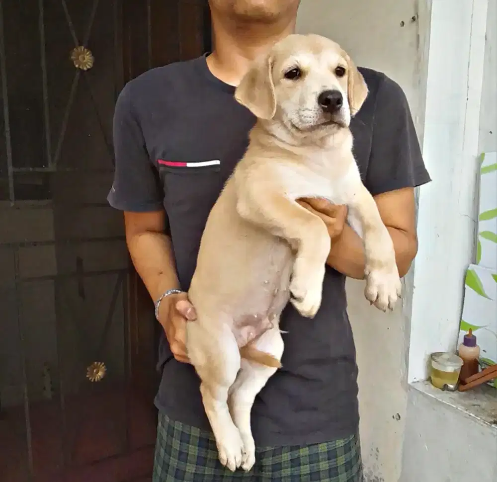 Anak anjing ras besar mix