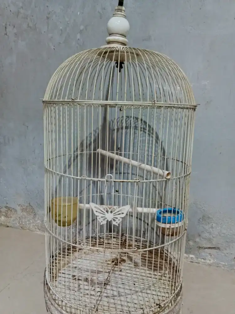 kndang besi bekas lovebird uk bsar