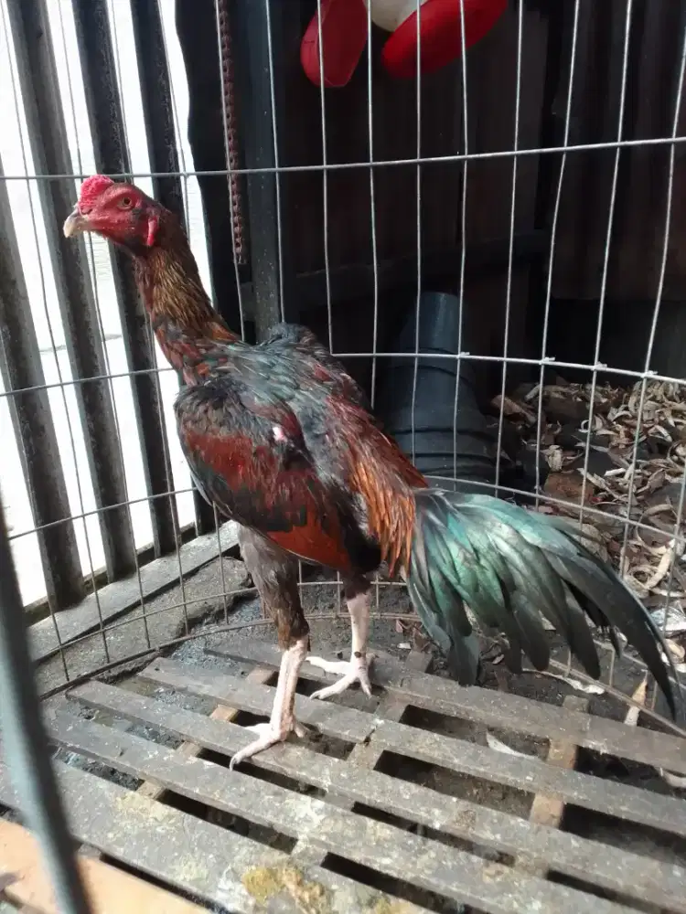 Ayam brewok semi  bulbi