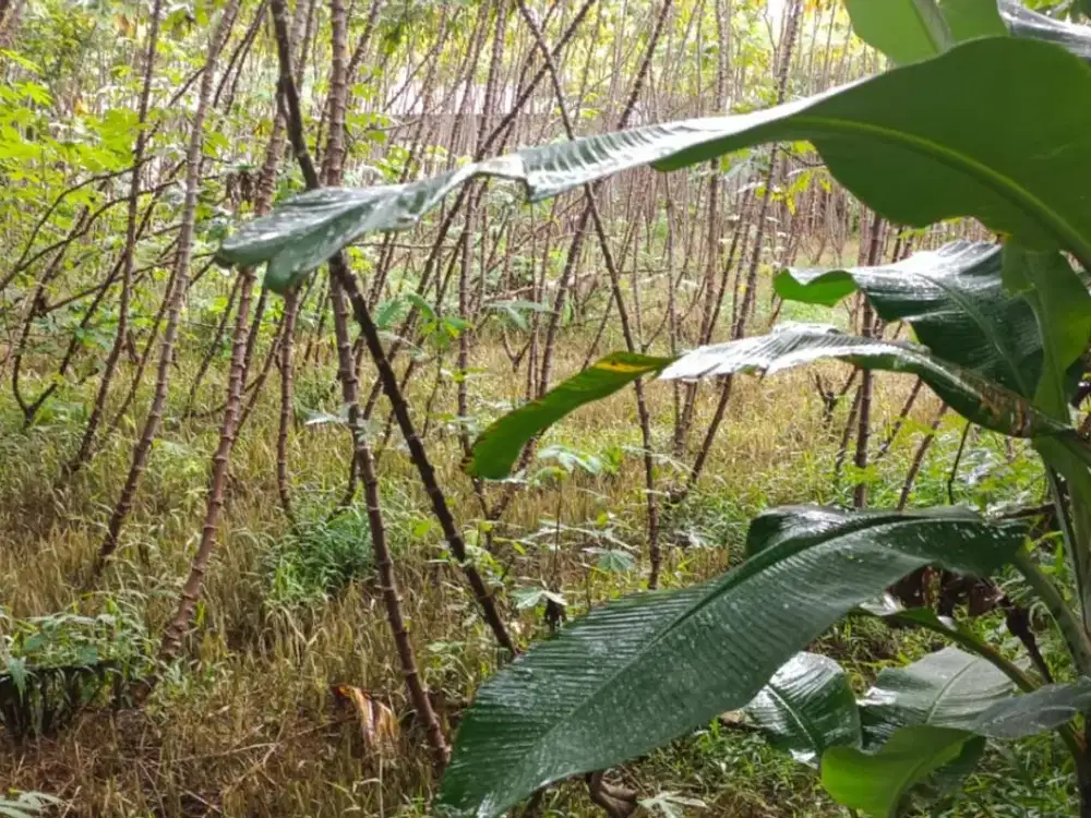 Dijual Murah Tanah Di Bogor