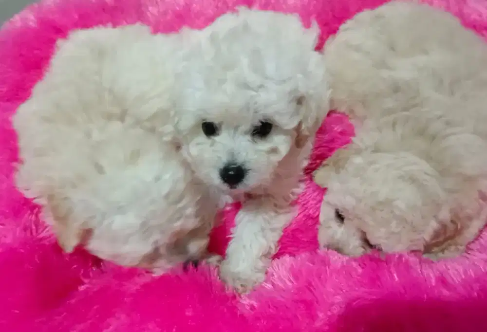 3 Female White Poodle