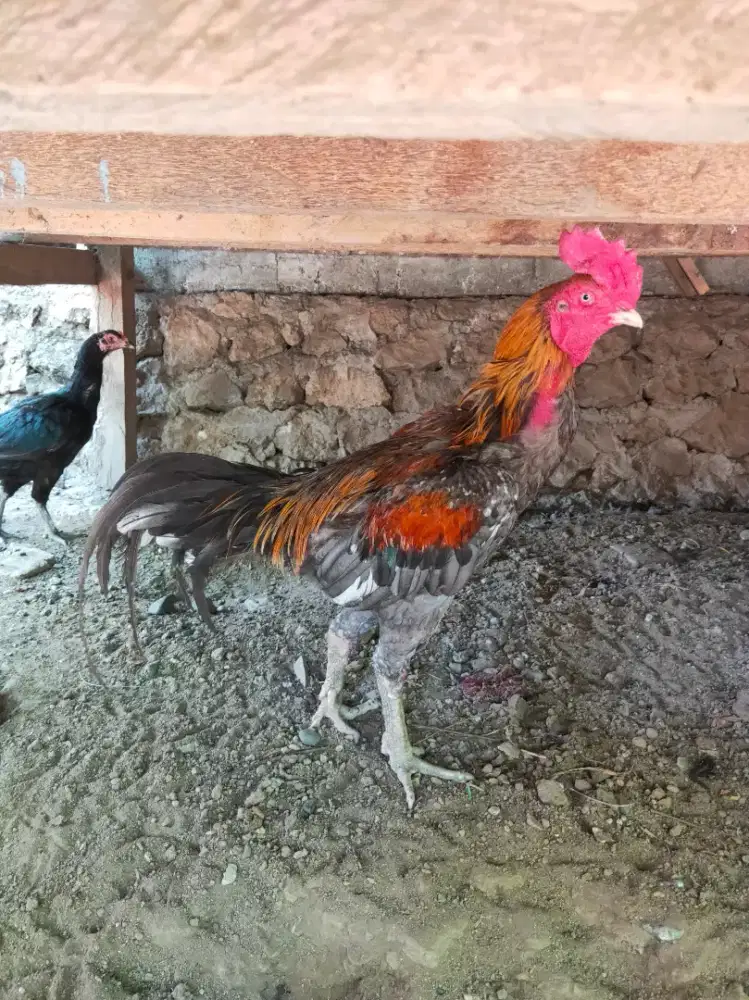 Ayam ukuran jumbo