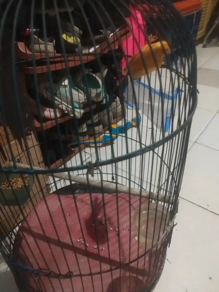 Burung kenari merlok lokas