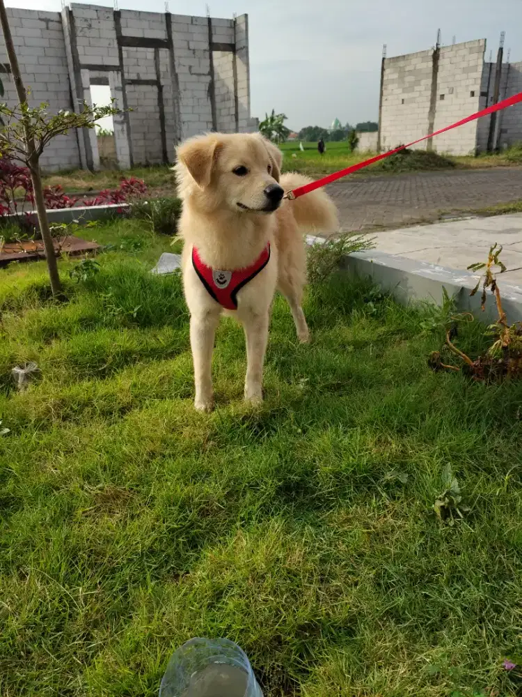 Golden mumer ras besar