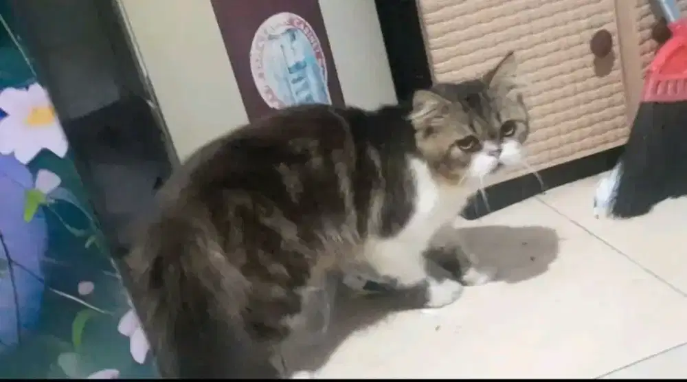 Kucing flatnose jantan