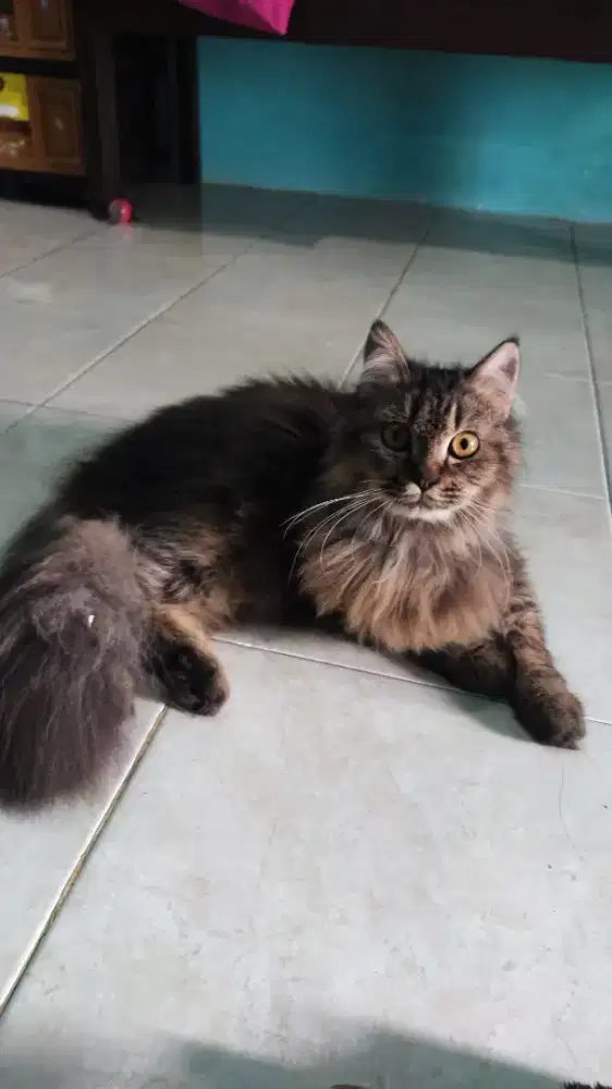 Kucing Persia sehat 8bulan