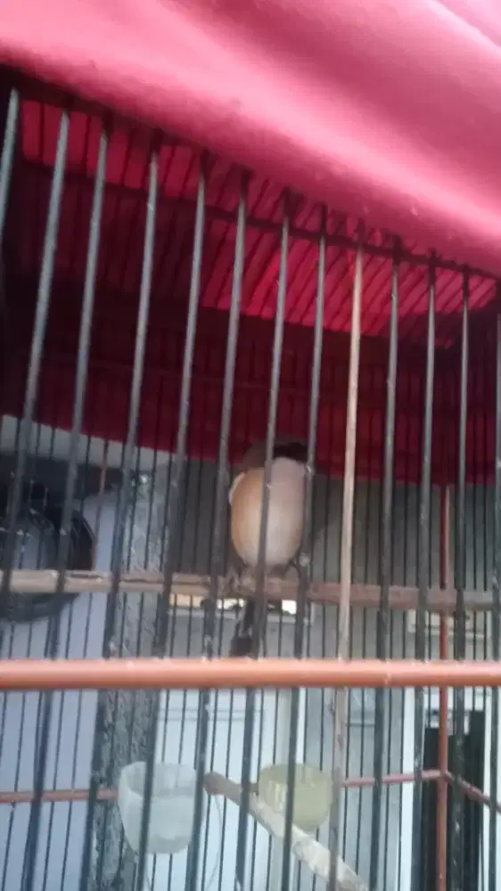 Jual burung fulset