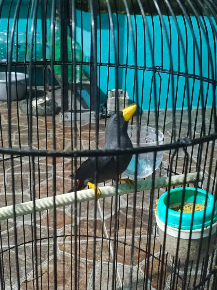 Jalak Rio rio ( burja )